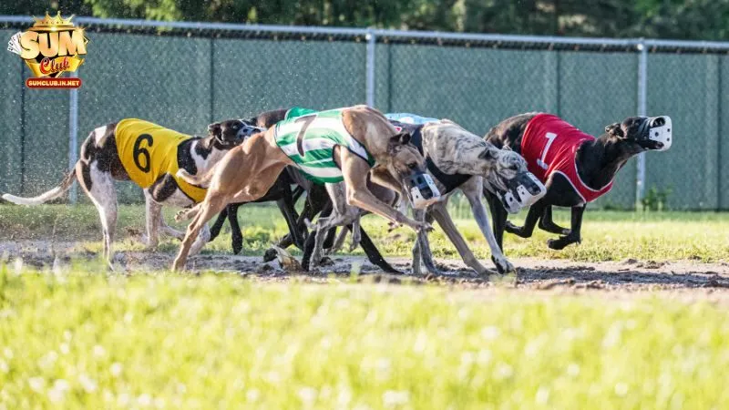 Cá độ đua chó là một hình thức giải trí hấp dẫn