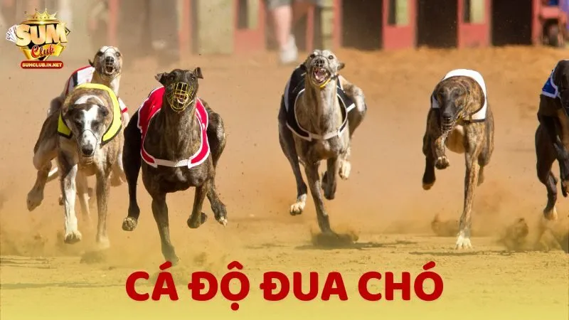 Cá độ đua chó