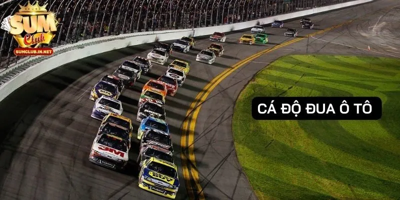cá độ đua ô tô