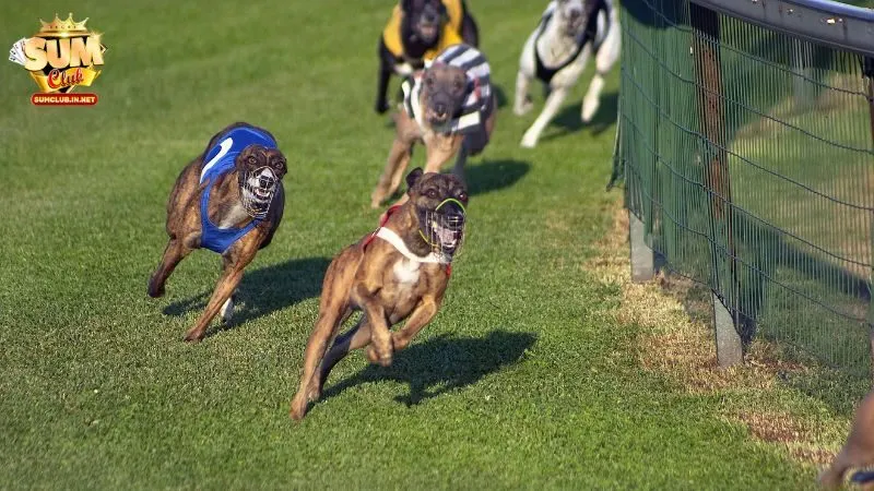 Người chơi được trải nghiệm nhiều hình thức đua chó hấp dẫn
