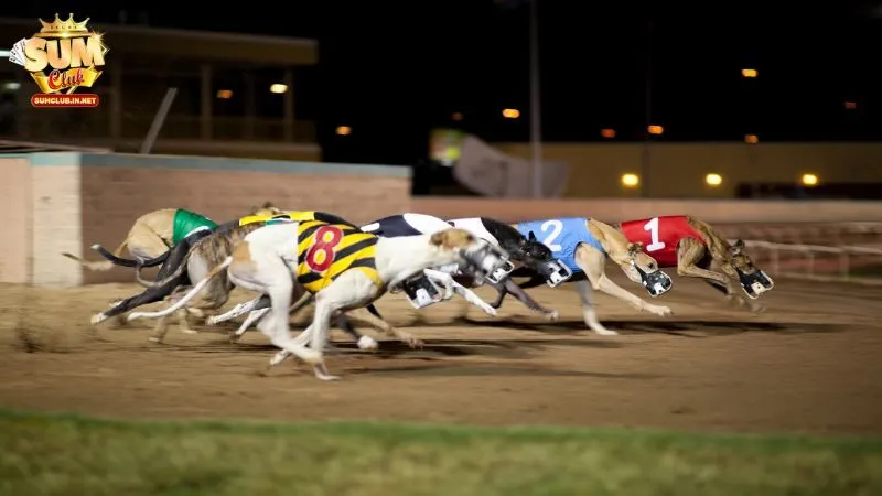 Nhiều lựa chọn cá độ đua chó cùng tỷ lệ trả thưởng hấp dẫn