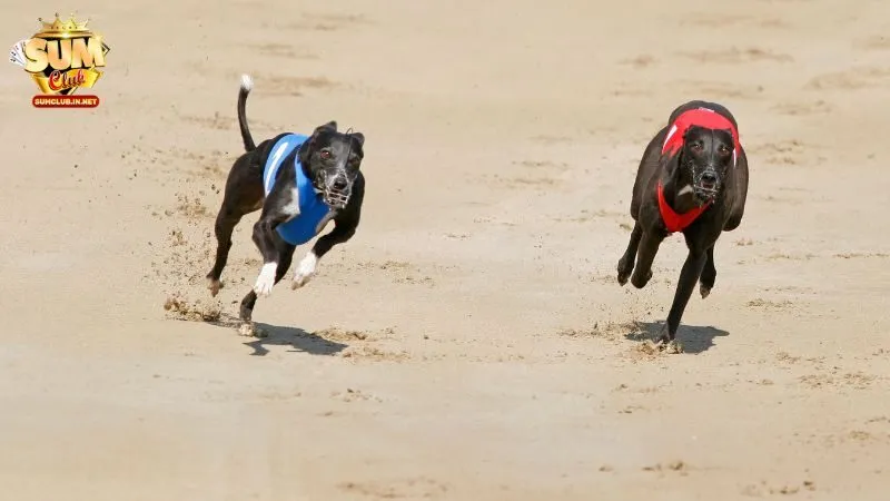 Sumclub mang đến trải nghiệm xem đua chó Full HD
